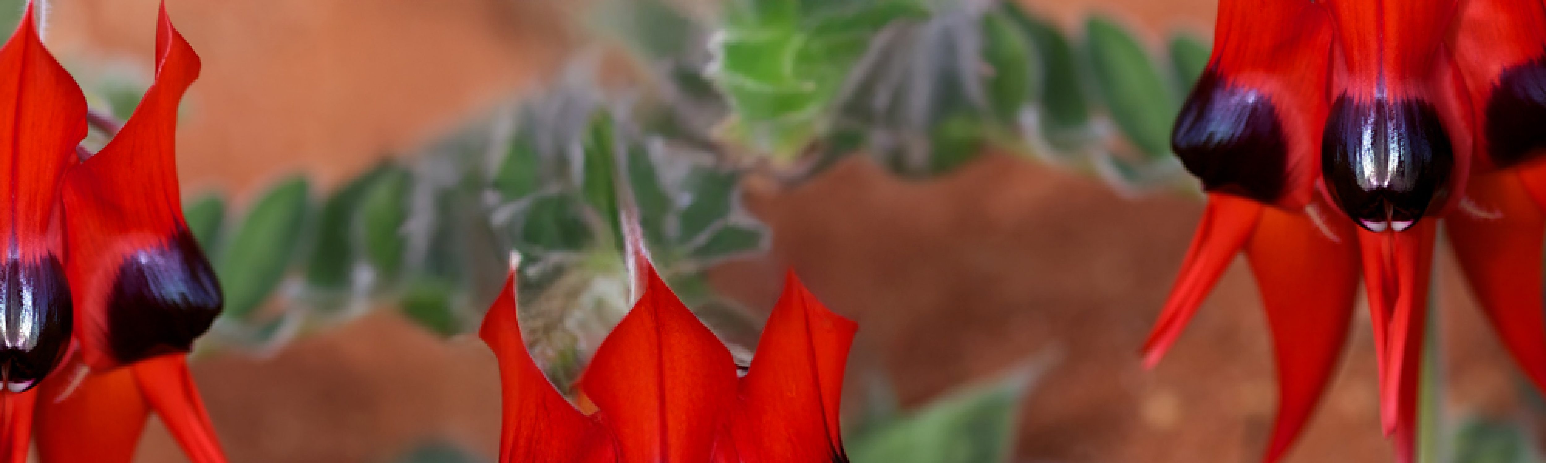 Macro of Sturt's Desert Pea flowers taken near Roxby Downs, South Australia
