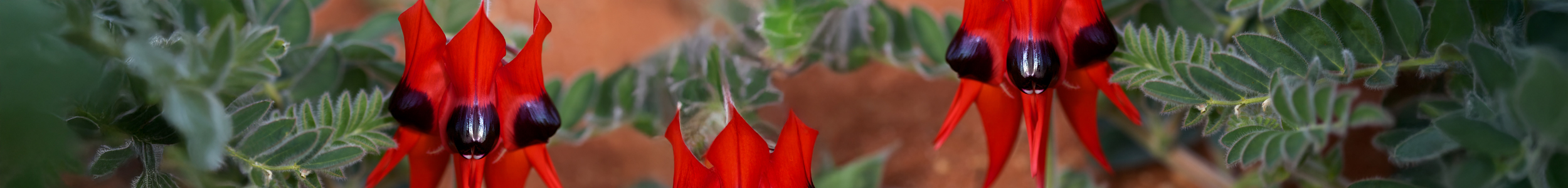 Macro of Sturt's Desert Pea flowers taken near Roxby Downs, South Australia